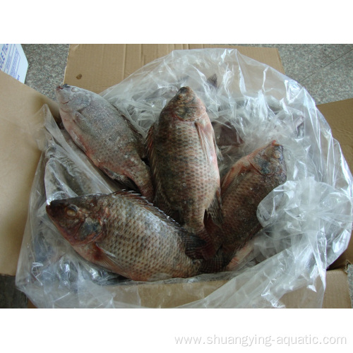 Frozen Tilapia Fish Oreochromis Niloticus Gutted Scaled